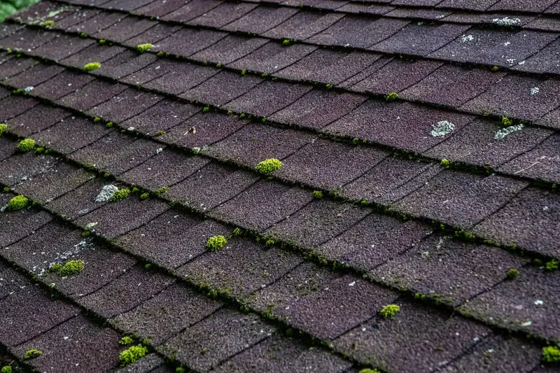 Algae and Moss Growth on Roofs During Winter in The Woodlands, TX
